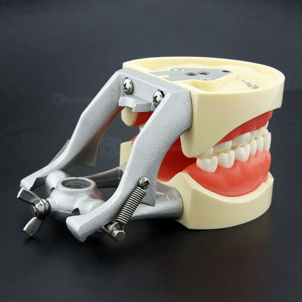 Dientes Reposición Tipo para Fantoma dental compatible con Kilgore Nissin 200